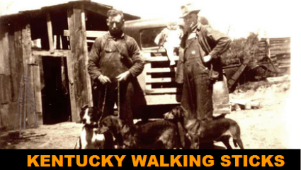 Kentucky Walking Sticks